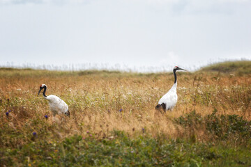 Two red-crowned crane. Kunashir Island. South Kuriles
