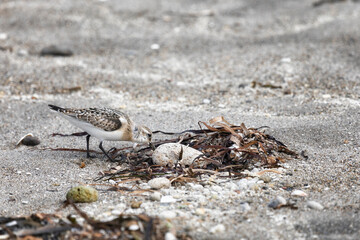 Calidris is looking for insects in the sand among the seaweed. Kunashir Island