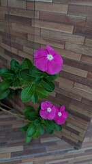 Pink vinca type flower decorating home garden.