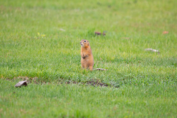 Gopher sits in the green grass