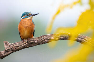 Beautiful common kingfisher, alcedo atthis, perched on branch in autumn season. Interested wild bird looking into camera in yellow flowers. Animal wildlife in nature.