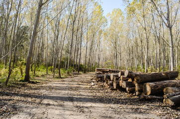 Forest by the Danube in Autumn. Cut poplar trees by the road in the autumn forest. 