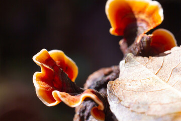 Stereum ostrea grow up on a wood decay,also called false turkey-tail and golden curtain crust, is a basidiomycete fungus in the genus Stereum,It is tough and inedible.forest biology,Italy.Macro