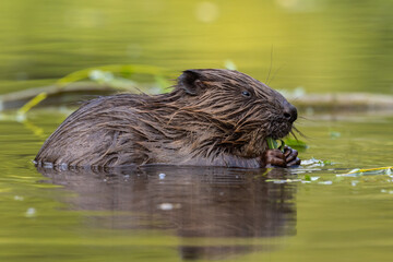 Eurasian beaver, castor fiber, biting leaves in green water in spring. Wet brown rodent eating...