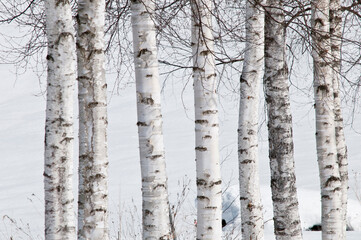 冬のシラカバ並木