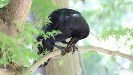 木の実を食べているカラス。薄緑の背景に真っ黒のカラスがいい感じの絵になりました。