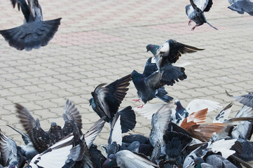 Pigeons on city street. Numerous urban birds. Partial blur.