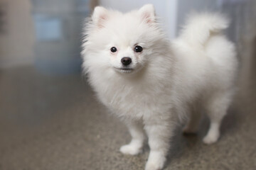 Little happy dog Pomeranian puppy with a cute white muzzle at home