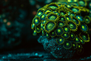 Greean coral Parazoanthus 