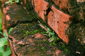 Wall form old Brick seed plant 