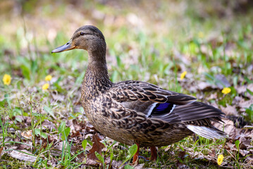 Mallard duck bird, Anas platyrhynchos in park.