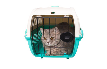 Cat inside a cat carrier box (Scottish Straight)