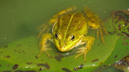 Close-up of a frog sitting in a pond on a leaf and moving the throat.