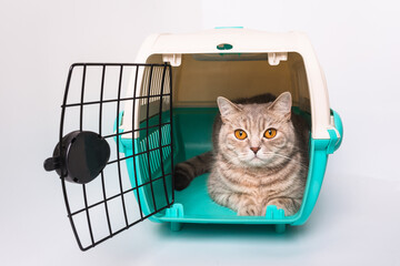 Cat inside a cat carrier box (Scottish Straight)