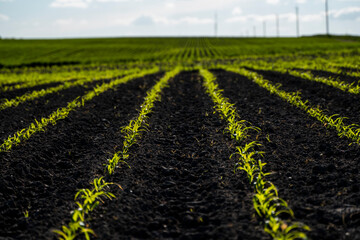 Fototapeta na wymiar Panoramic view of row lines of young corn on fertile field in a summer.