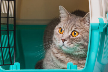 Cat inside a cat carrier box (Scottish Straight)