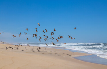 seagulls at the empty beach