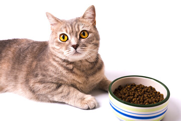 Scottish Straight cat with feed isolated on white background