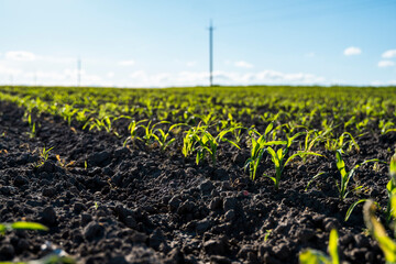 Field with rows of young corn. Rows of young, freshly germinated corn plants. Rural landscape. Agriculture.