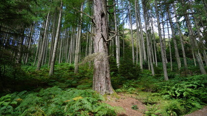 Obraz premium Beautiful Loch Lomond Scotland lake, forest and mountain landscapes