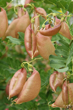 Colutea arborescens	