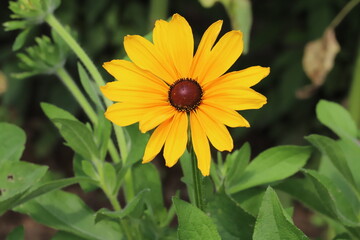 初夏の公園に咲くルドベキアの黄色い花