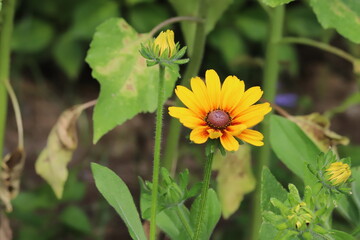 初夏の公園に咲くルドベキアの黄色い花