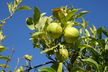 Greece. Tree with lemons