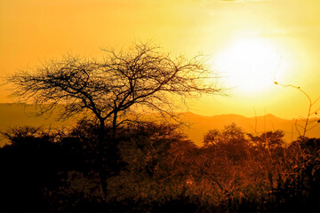 Fototapeta na wymiar Paysage lever et coucher de soleil en brousse Afrique, Kenya