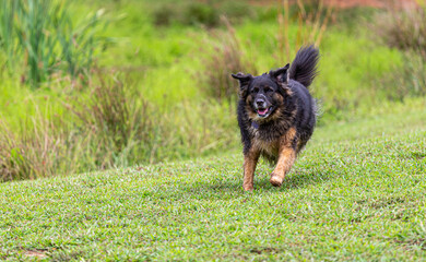 Happy Bay running