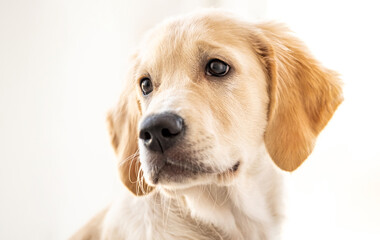 Adorable young dog on light background