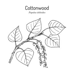Eastern cottonwood or necklace poplar populus deltoides - obrazy, fototapety, plakaty