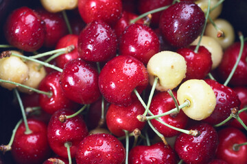 Ripe red cherries with sticks background