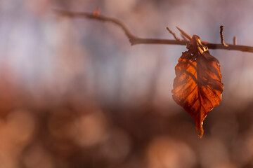 Obraz premium A dry autumn leaf on a branch in close-up. Autumn wallpaper.