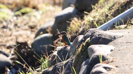 石の上にたたづむカワセミ