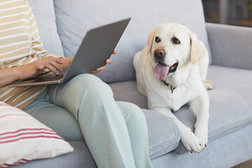 Portrait of white Labrador dog lying on couch at home and waiting for woman working from home online, copy space