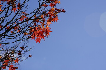 紅葉と青空