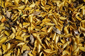黄色い紅葉