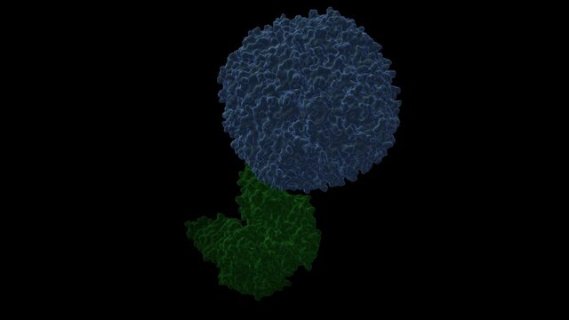Structure of human transferrin receptor 1 (green) - H-ferritin (blue) complex. Animated 3D cartoon and Gaussian surface models, PDB 6h5i, black background