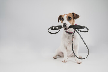 Jack russell terrier dog holding a leash on a white background.