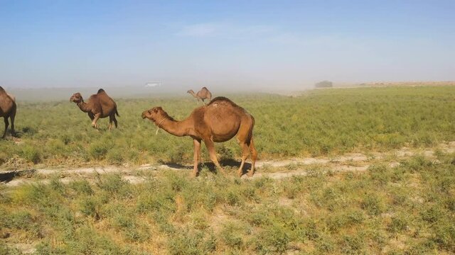 Tracking drone footage of camel in field walking along a path in Turkistan, catching up to a group of camels