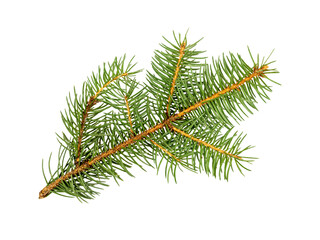 Spruce branch isolated on a white background