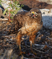 bird of prey eating