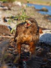 bird of prey shouting