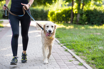 Sport girl running with golden retriever dog outdoors closeup view. Young woman jogging with doggy pet in sunny day