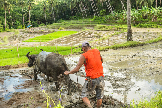 A Filipino farmer in an orange shirt and cap plows a muddy field with a carabao in preparation for planting rice. Rural countryside in Bohol, Philippines.