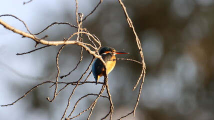 夕陽を浴びたカワセミ