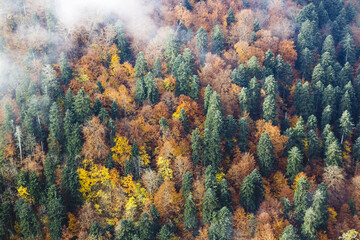 Beautiful autumn forest with green pines and yellow and orange deciduous trees in fog, top view