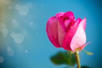 pink beautiful summer roses on abstract background