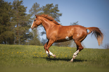Beautiful red horse galloping in the meadow